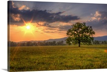 Sunset behind lone tree in field, Great Smoky Mountains National Park.
