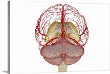 The arteries of the brain