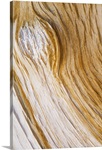 The bark and wood of the Great Basin Bristlecone Pine (Pinus longaeva)