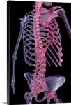 The bones of the trunk