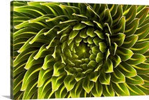 The rosette of a Lobelia deckenii found on Mount Kilimanjaro