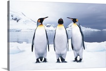 Three King Penguins