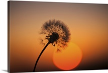 Time teller dandelion.