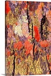Tree bark with colorful lichen