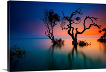 Trees in bay at sunset.