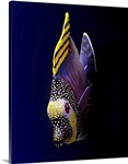 Tropical fish.