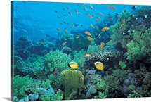 Tropical fish swimming over reef