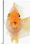 Tropical freshwater fish