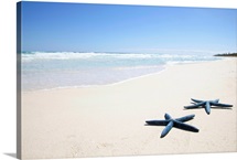 Two blue starfish at water's edge on tropical beach, Riviera Maya