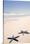 Two blue starfish at water's edge on tropical beach, Riviera Maya