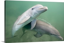 Two Dolphins underwater.