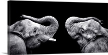 Two elephants stand face to face with trunks raised.