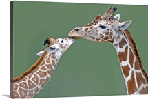 Two giraffes at Calgary Zoo, Canada.
