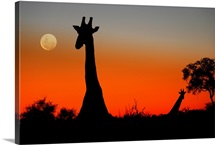 Two Giraffes in the Savuti area of Botswana as the sun sets and the moon rises