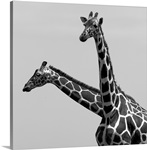 Two reticulated giraffes looking like one with two necks.