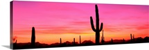 USA, Arizona, Organ Pipe National Monument, sunset