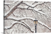 USA, New York, New York City, Snow covered tree branches and lamp post