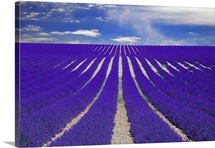 Vanishing lane of lavender