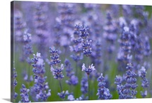 View of lavender flowers (Lavandula angustifolia).
