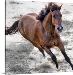 Warmblood horse galloping.