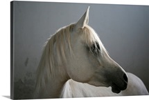 White Arabian horse.