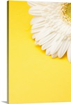 White Gerbera daisy with yellow copyspace.