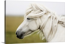 White horse