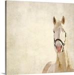 White horse.