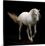 White Lusitano horse walking, swishing his tail.