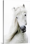 White on white, white dreamy horse.