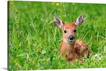 White tailed Deer fawn
