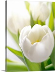White tulip