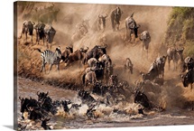 Wildebeest and zebra crossing River Mara.