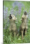 Wolf Puppies Howling In Meadow