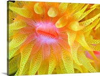 Yellow Cup Coral (Tubastraea sp.)