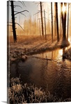 Yellowstone National Park at morning.