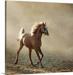 Young Arabian horse trotting, back lighting.