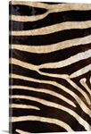 Zebra Hide