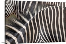 Zebras