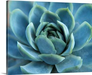 Blue Succulent
