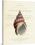 Conchology Buccinum
