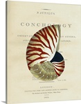 Conchology Nautilus