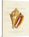 Conchology Strombus Pugilus