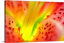 Star Gazer Lily