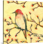 First Hummingbird