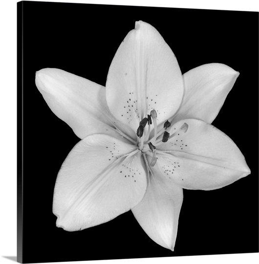 Asiatic Lily