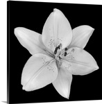 Asiatic Lily