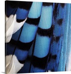 Blue Jay Feathers