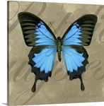 Blue Ulysses