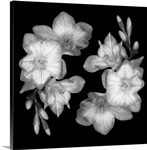 Freesia